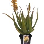Aloe-Gold-Mine-17cm-Pot-2.jpg Aloe Gold Mine 17cm Pot