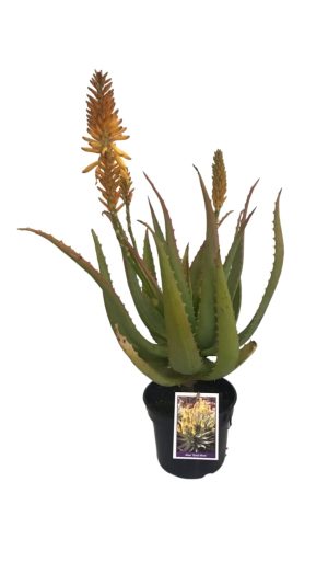 Aloe-Gold-Mine-17cm-Pot-2.jpg Aloe Gold Mine 17cm Pot