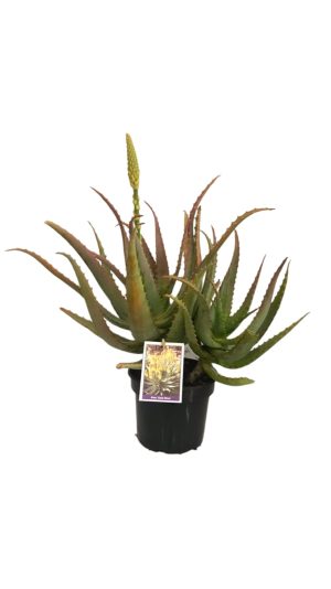Aloe-Gold-Mine-17cm-Pot.jpg Aloe Gold Mine 17cm Pot