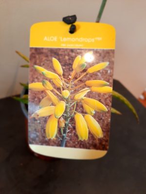 Aloe Lemon Drops 15cm Pot