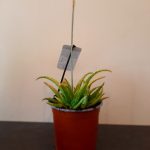 Aloe Lemon Drops 15cm Pot