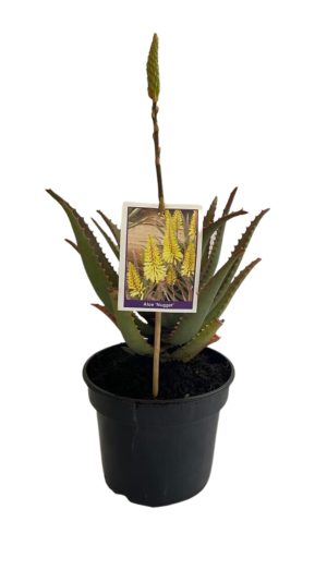 Aloe Nugget 17cm Pot