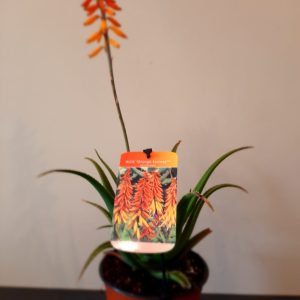 Aloe Orange Express 15cm Pot