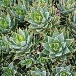 Aloe Perfoliata 9cm Pot