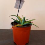 Aloe Peri Peri 17cm Pot