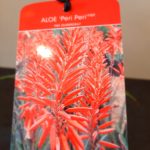 Aloe Peri Peri 17cm Pot