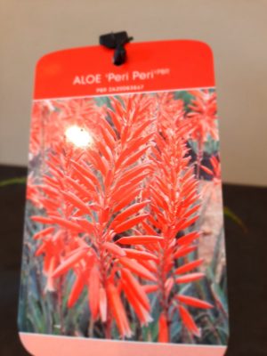 Aloe Peri Peri 17cm Pot