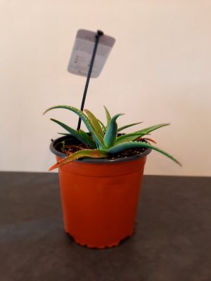 Aloe Peri Peri 17cm Pot