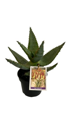 Aloe-Red-Ivory-17cm-Pot.jpg Aloe Red Ivory 17cm Pot
