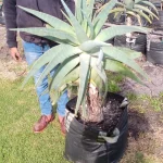 Aloe Speciosa 70lt