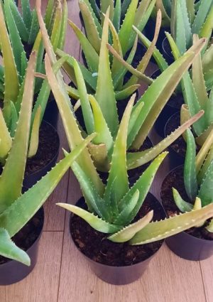 Aloe Vera 12cm Pot