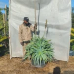 Aloe Arborescens 70lt