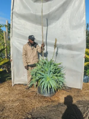 Aloe Arborescens 70lt