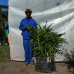 Aloe Arborescens 70lt