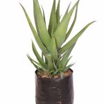 Aloe Arborescens Green "Arboreta" 10lt