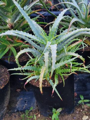 Aloe Arborescens Grey 10lt