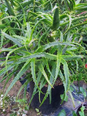Aloe Arborescens Le Roux 10lt