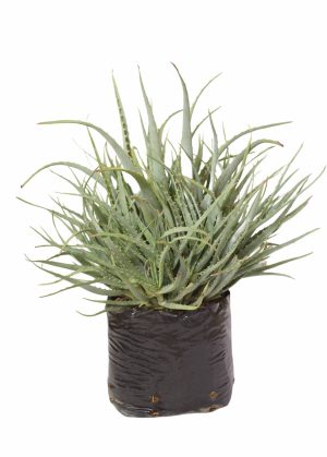 Aloe Arborescens Matthews 10lt