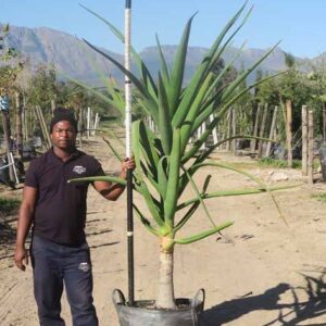 Aloe Barberae 100lt Common Name: Tree Aloe Aloe Barberae 100lt Common Name: Tree Aloe