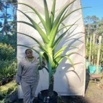 Aloe Barberae 70lt