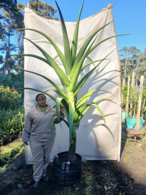 Aloe Barberae 70lt