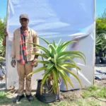 Aloe Speciosa 70lt