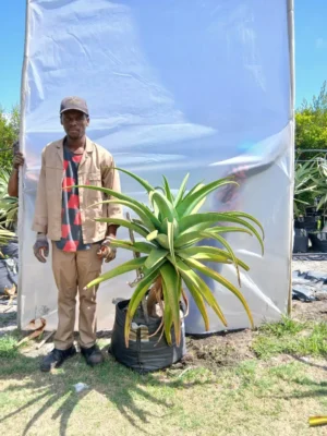 Aloe Speciosa 70lt