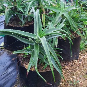 Aloe Striatula 10lt