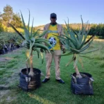 Aloe Thraskii 70lt