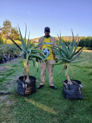 Aloe Thraskii 70lt