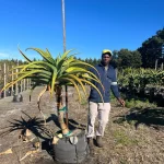 Aloe Thraskii 70lt