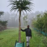 Aloidendron Barberae 250lt Tree (Extra Large)
