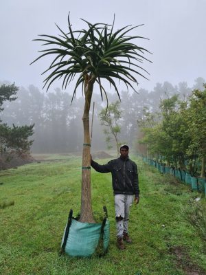 Aloidendron Barberae 250lt Tree (Large)