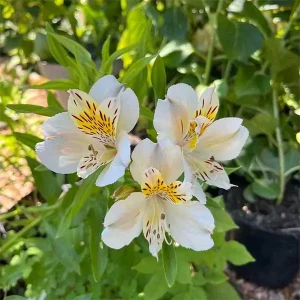 Alstroemeria 19cm Pot (Inca Lily)