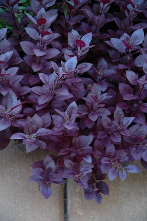 Altenanthera Little Ruby 17cm Pot