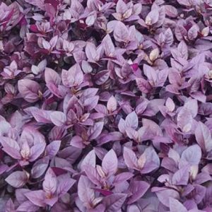 Alternanthera Little Ruby Multi Pot Tray
