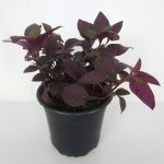 Alternanthera Purple Prince 12cm Pot