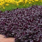 Alternanthera Purple Prince 20cm Hanging Basket