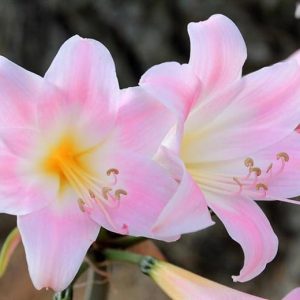Amaryllis Belladonna 17cm Pot