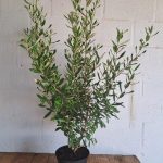 Anastrabe Integerrima 21cm Pot