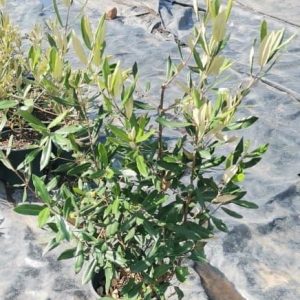 Anastrabe integerrima 19cm Pot