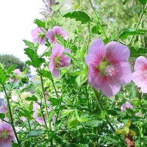 Anisodontea Scabrosa 10lt Ball