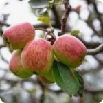 Anna Apple Tree 50lt