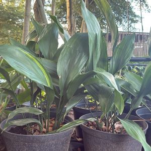 Aspidistra Elatior 20lt