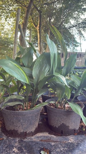Aspidistra Elatior 20lt