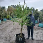 Apodytes Dimidiata 70lt