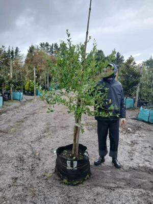 Apodytes Dimidiata 70lt