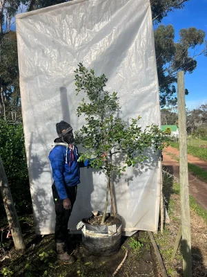 Apodytes Dimidiata 70lt