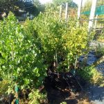 Apodytes Dimidiata 20lt (Tree)