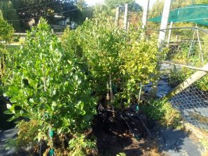 Apodytes Dimidiata 20lt (Tree)